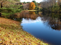 applewood_swamp_sm.jpg