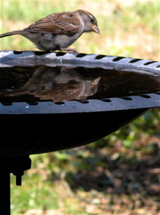 brown_bird.jpg