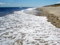 c_shore_sm.jpg