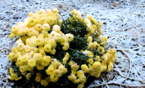 first_snow.jpg