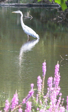 heron_sm.jpg