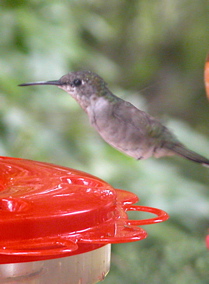 hummingbird.jpg