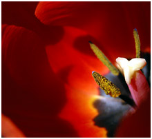 tulip"
