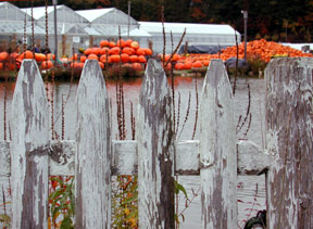 fence_pumpkin.jpg