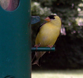 gold_finch_sm.jpg