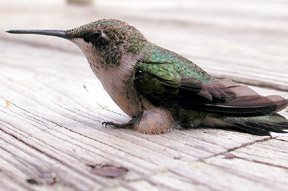 humming_bird_sm.jpg