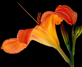 lilly_redux.jpg
