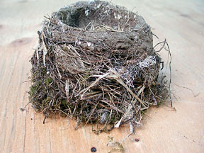nest_sm.jpg