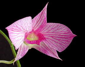 orchid_bloom.jpg