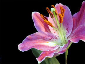 purple_lilly_sm.jpg