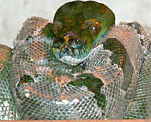 snake.jpg