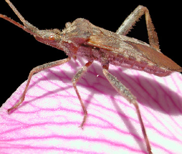 stinkbug_sm.jpg