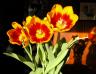 in_bloom.jpg