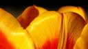 wide_tulip.jpg