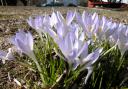 Purple Crocus