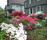 azaleas_ruthenburg.gif