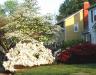 dogwood_azalea.jpg