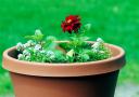 flower_pot_200.jpg
