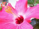 hibiscus.jpg