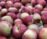 arena_farms_apples.JPG