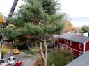 pine_tree.JPG