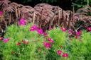 idylwilde_flower_weekly.jpg
