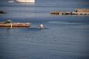 passing_barge.jpg