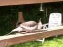 Jennifer Koeller's Cockatiel