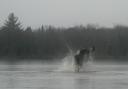 moose_dance.jpg