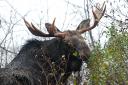 moose_eye.jpg