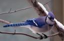 blue_bird.jpg