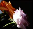 roses.jpg