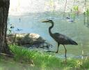 apple_heron.jpg