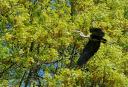 heron_flight.jpg