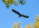 heron_underside.jpg