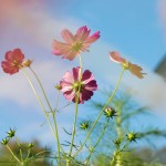 flimsy_flowers