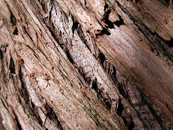 bark