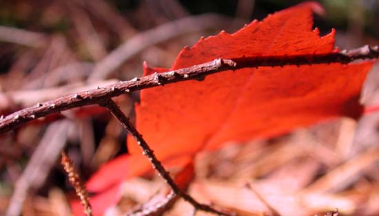 ground_leaf