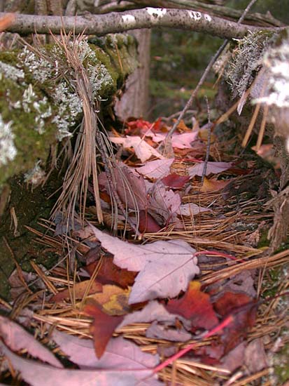 leaf_trough