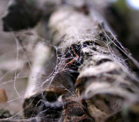 web_bark