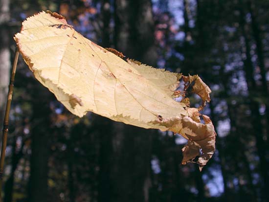 yellow_leaf