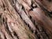 bark