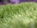 moss