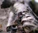 web_bark